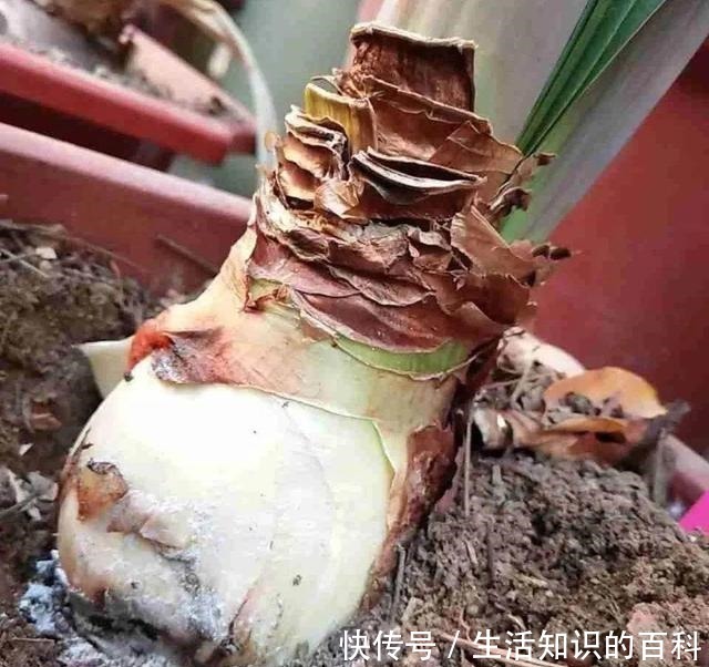 想省心就养这些花,没有病虫害,就爱开花!想省心就养这些花,没有病虫害,就爱开花!