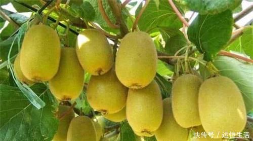 猕猴桃|女人不愿早衰,常吃3种食物,润泽肌肤,美容护肤,早吃早受益!