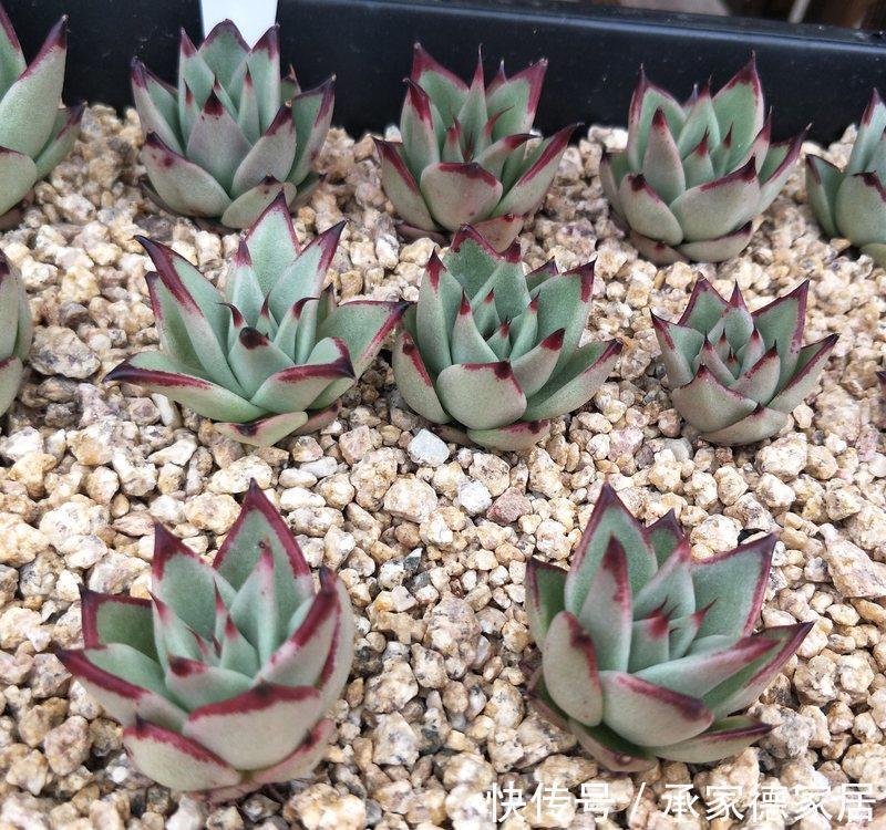 施肥|养多肉植物乌木，掌握住3点，盆栽长势越来越猛，叶肥色艳