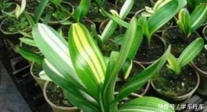 花卉|养花就浇“1种水”,盆土不板结,叶绿花还多,比施肥强得多!