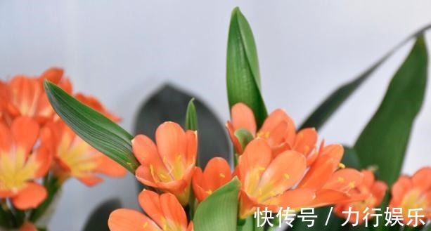 饼肥|提高君子兰开花率的4种“宝贝”，第一种免费，第四种自己能制作