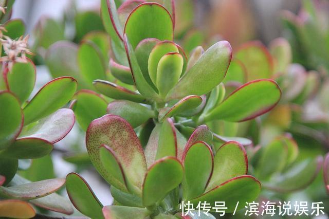 都爱把玉树养成“老桩”，这“3招”不能错过，家里天天生机勃勃