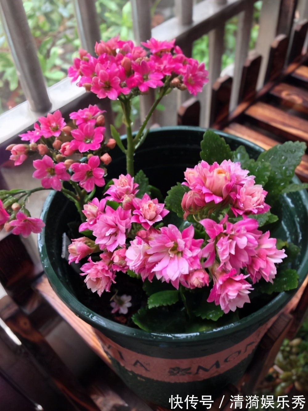 花盆|4种花,春天“翻盆”要注意,用小盆才能多开花