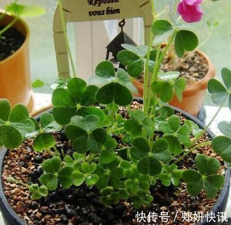 大蒜养花好处多,使用正确花草不生病虫害、黄叶情况少得多