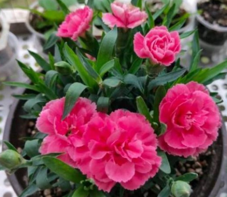 养花试试这几款，花朵大方端正，芳香优雅,非常漂亮
