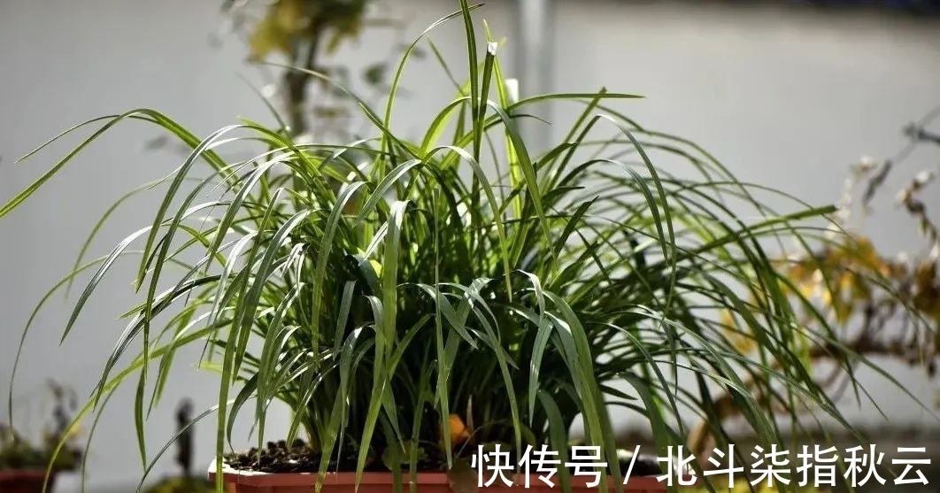 兰花要挤着长，所以不要使用大花盆？别再被误导了