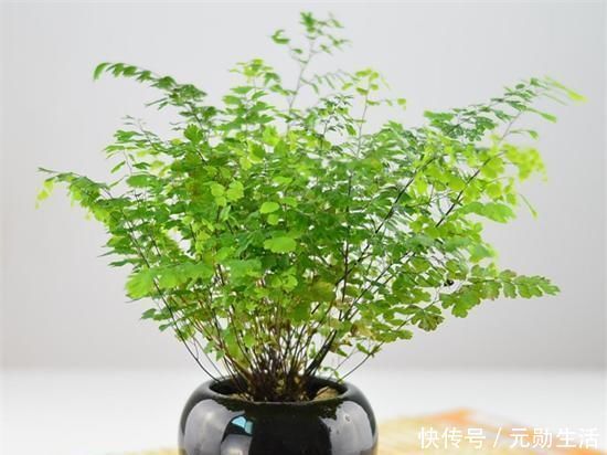 孔雀竹芋|家里不够向阳，想养花怕养不好，那这几种花值得入手