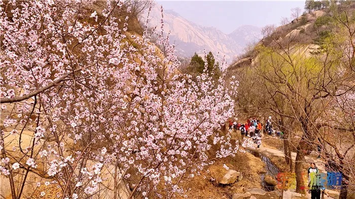 万亩桃花！北京这个地方已经美出天际了，假期去正好！