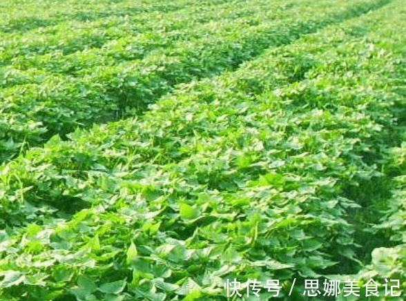 播种|木耳菜营养丰富,做菜清香爽滑可口,那怎样种出优良的木耳菜呢?