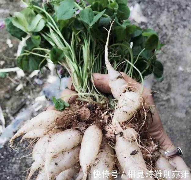 在农村,小时候最喜欢一口吃掉它,据说几乎没有农村娃不认识它