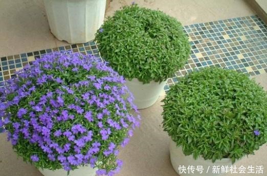 春季养这“4种”植物，花期长又好打理，阳台全年变成“小花园”！