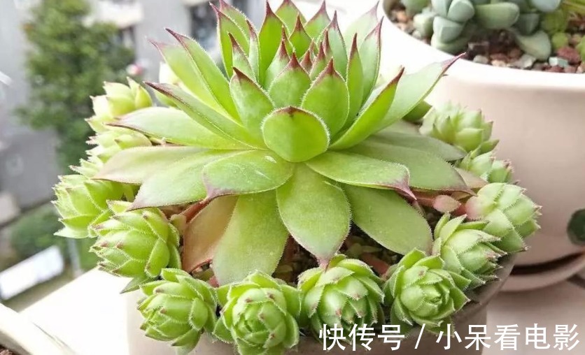 多肉植物观音莲，下崽都是一圈又一圈的，夏季盆栽需谨记3点