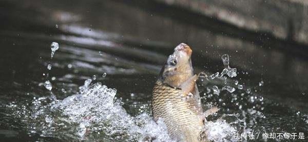 用大蒜和药酒就可以做出来的爆护饵料,到哪里钓鱼都不会空军!