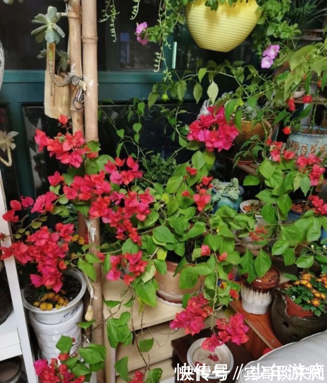 花园|养花技巧：客厅养一堆便宜花，一年四季开不停，没钱也能变花园！