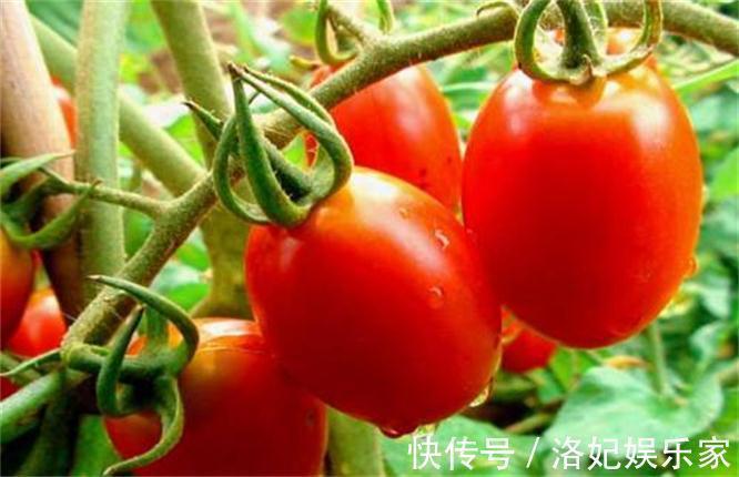 香瓜|女性再没钱,这三种水果不要省,补充营养,排毒抗衰,增强抵抗力