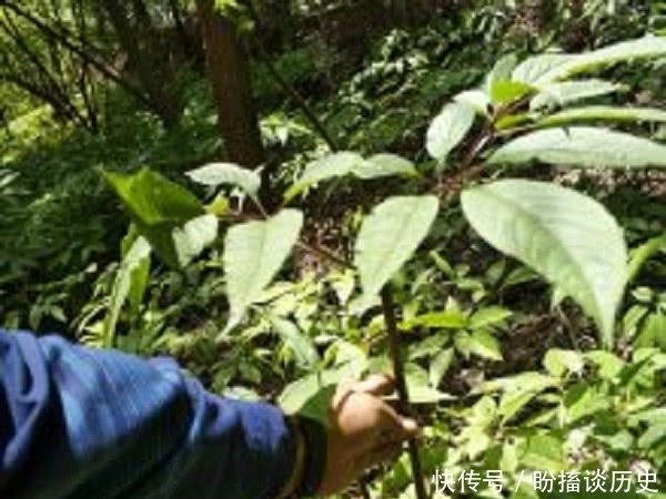 采挖|900元一斤的野草,很珍贵,遇见请不要随意采挖