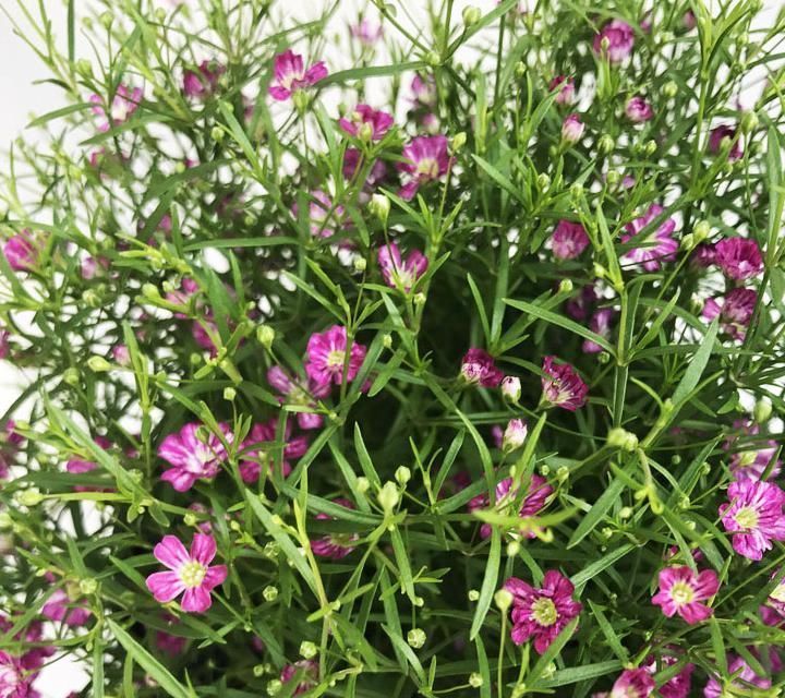 佛焰苞|快扔掉家中发财树,真正好看还能净化空气的是这几种,高级又漂亮