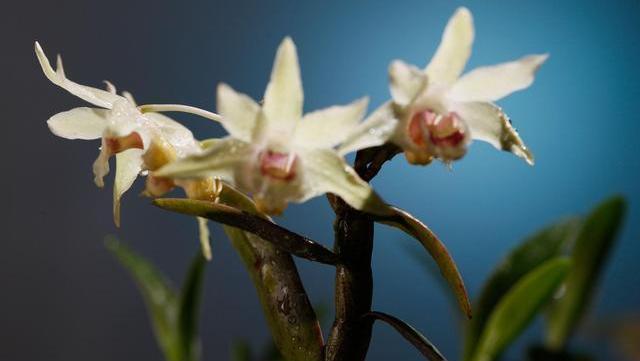 小金库|胰岛素“小金库”公布,并不是苦瓜,可劲吃,糖尿病或退避三舍