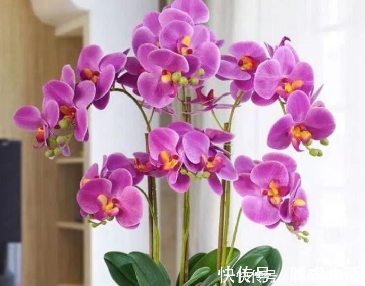 花卉|几款花卉，好养易爆盆，一年到头开不停，阳台变成花海