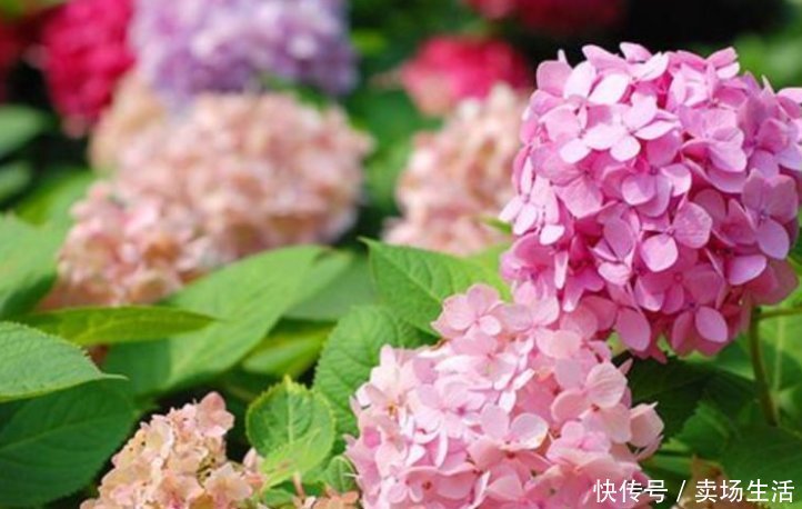 烂根|夏天了，3种水不能浇花，浇错了，黄叶又烂根，只剩盆