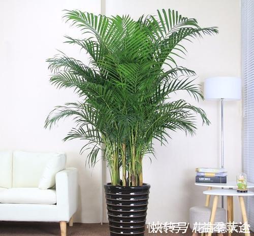 阳台上|6种喜阴花,家里采光不好,照样生长茁壮,枝叶茂盛,长满盆!