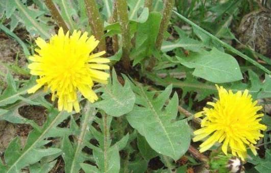 药草|蒲公英被称为“药草皇后”,常吃有什么好处?医生:1类人少吃!