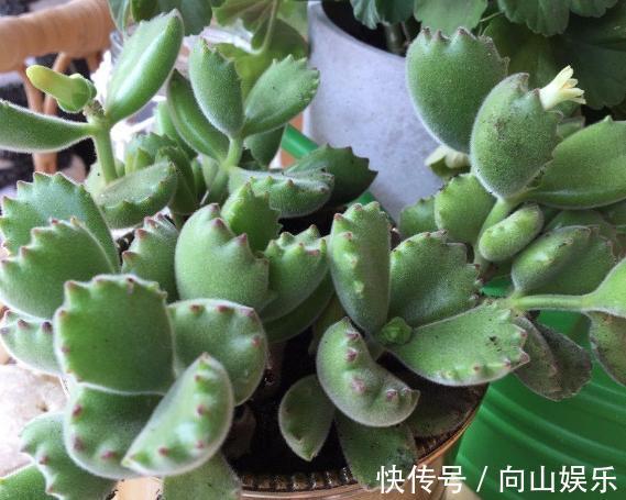 养多肉熊童子,不碰就掉叶子,你知道为什么,该怎么抢救吗