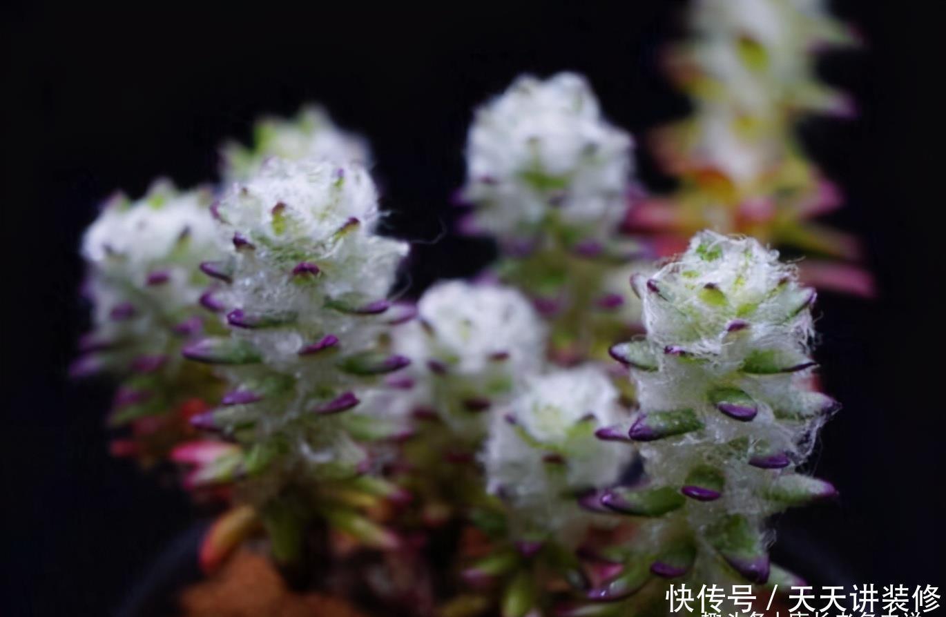 多肉植物叶片长白毛