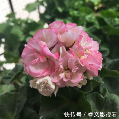 阳台种了30多种天竺葵,美不胜收,客人来了都舍不得走