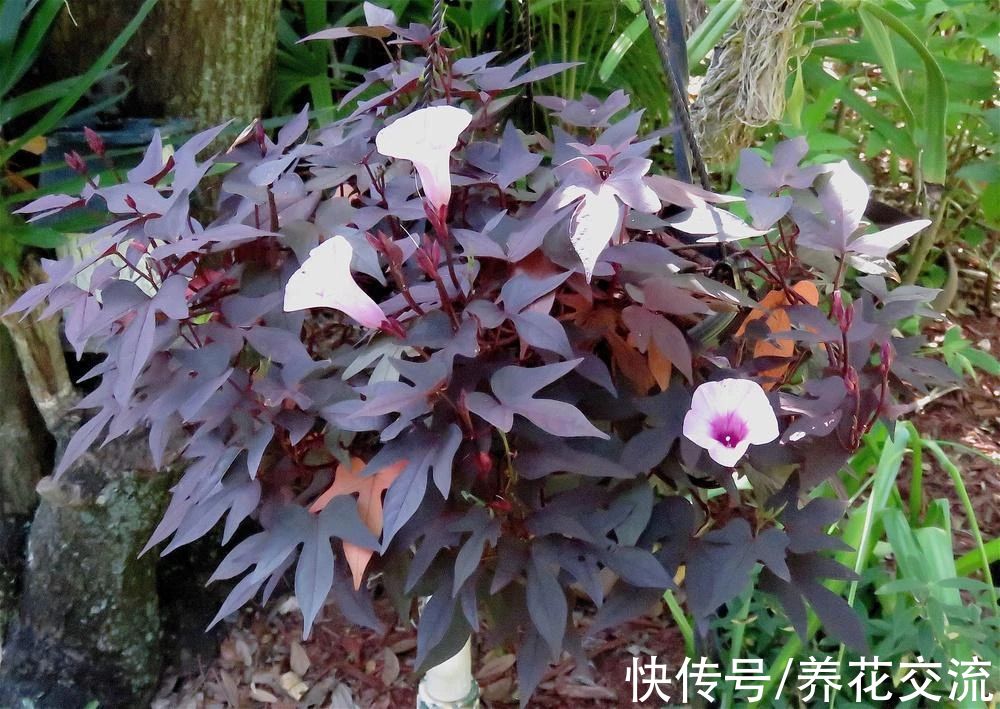 叶色|叶色丰富的观赏红薯，适合养成盆栽，开的喇叭状花朵很罕见