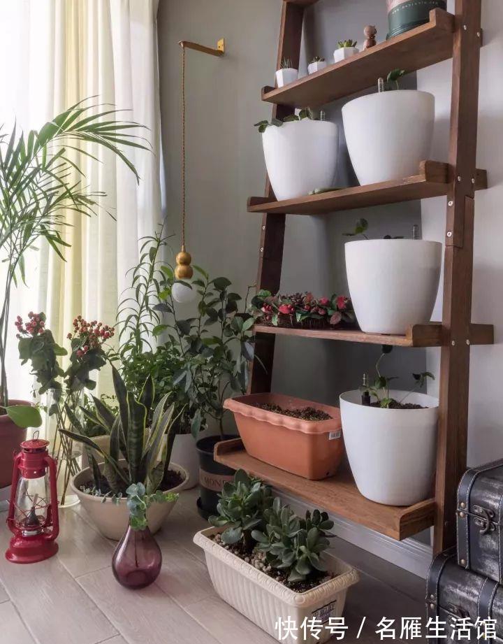 小花园|想在小户型里打造一个花园,不能少了它们,邻居都用它们