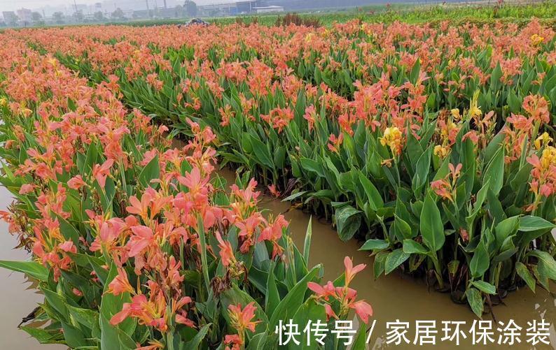 这4种植物真喜水,居家盆栽不用“特意”控水