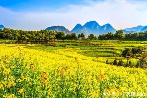 赏花|罗平赏花攻略，万亩油菜花开成海