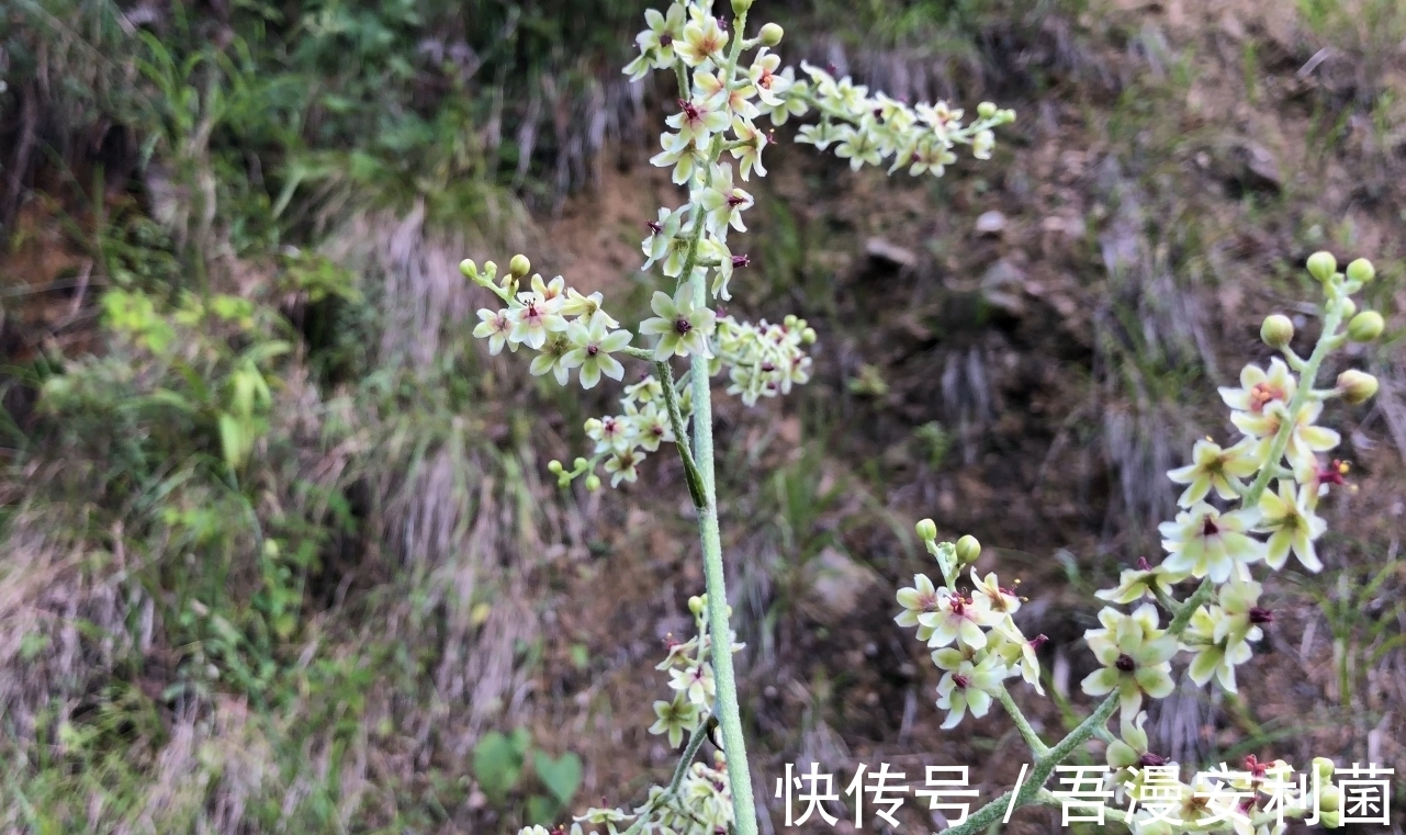黎芦|“藜芦”山里很常见，是有毒的药用植物！生活在农村有必要认识