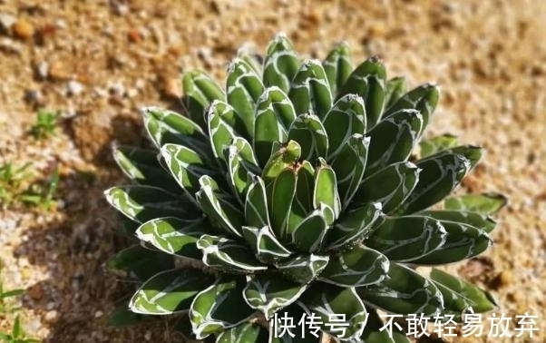 多肉盆栽,天冷不上色怎么办?关小黑屋叶子1个月就变糖果色