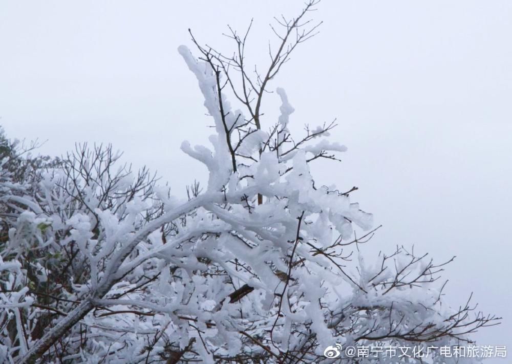 景区|大明山冰雪世界吸引了太多人，已经连续两天提前叫停售票！人满为患