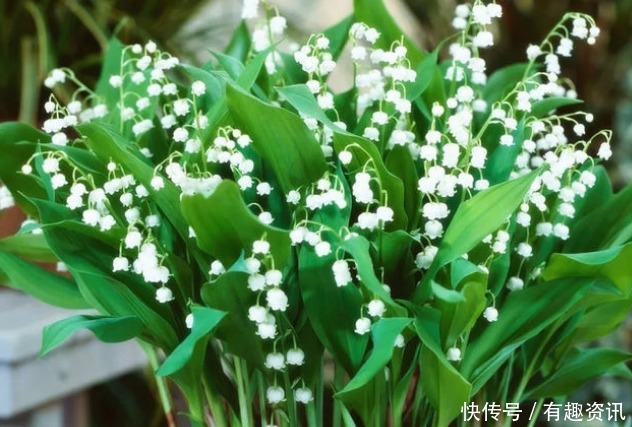 养花|新手养花，不如养盆花中精品“花芳菊”，似彩凤飘舞，绚丽多姿