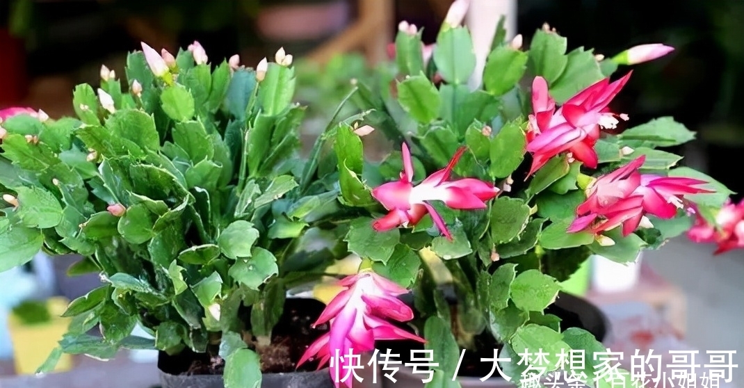 “花苞满头”的蟹爪兰有“5怕”，难怪总是掉花苞
