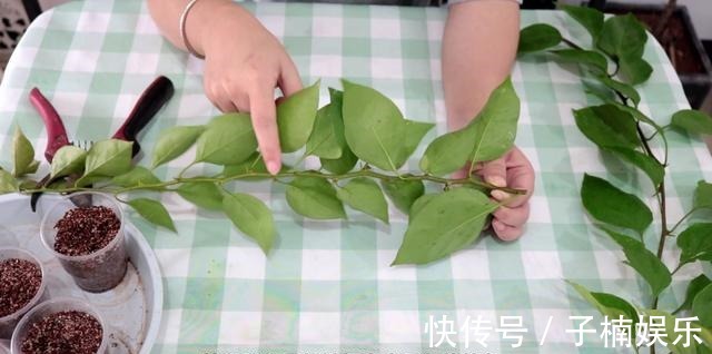 托盘|三角梅扦插有技巧,学会几点,一盆变多盆很简单