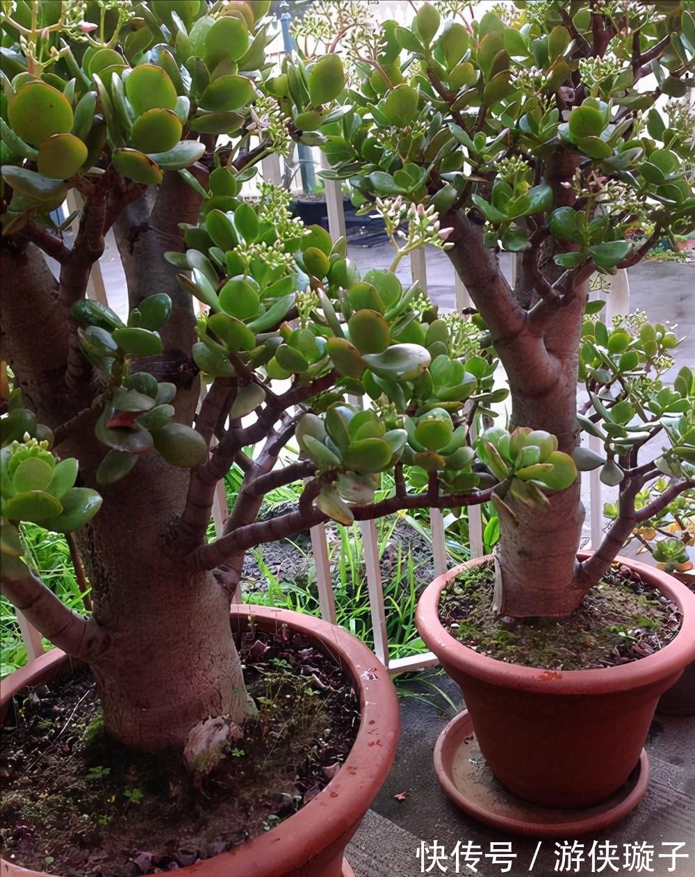 冬天养玉树,干养多晒更健壮,养成大腿粗的老桩,开满吉祥花