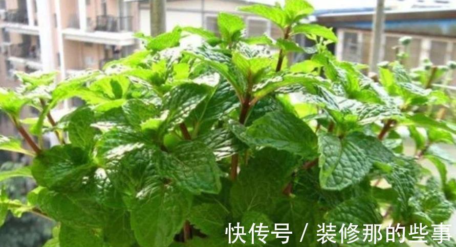 栀子花|养花就养个花期长的,花大色艳,四季繁花似锦,美