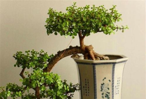 金枝玉叶有四怕,避免四点,养护金枝玉叶不再难