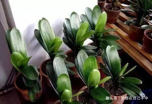 叶片|君子兰最爱“2种水”,15天用一次,花剑蹭蹭冒,1年能开2次花!