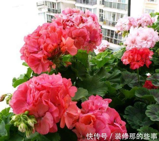 易爆|喜欢赏花,夏天就种此款小花,花色繁多易爆盆,娇艳欲滴