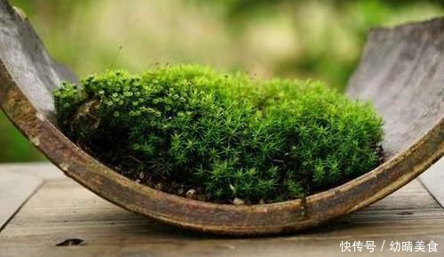 农村厕所旁挖的“青苔”,养在咸菜缸里,浇水就活,最少值一千块