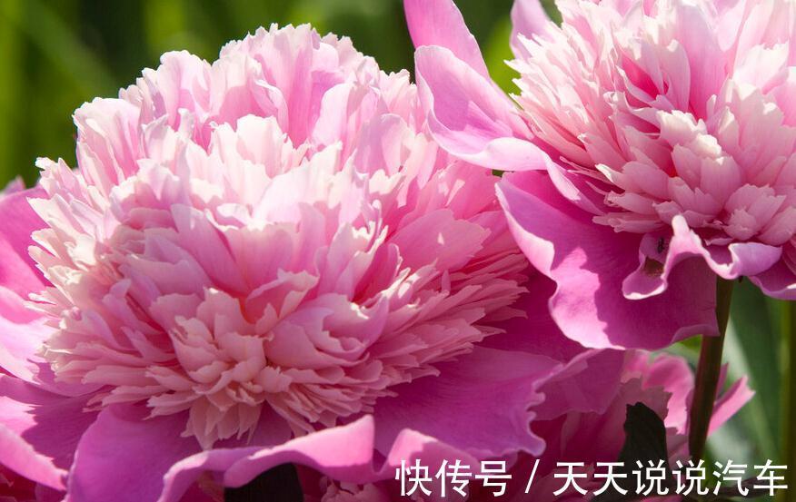 养护|三种花,开花好看还好养,养一盆家里天天有花看