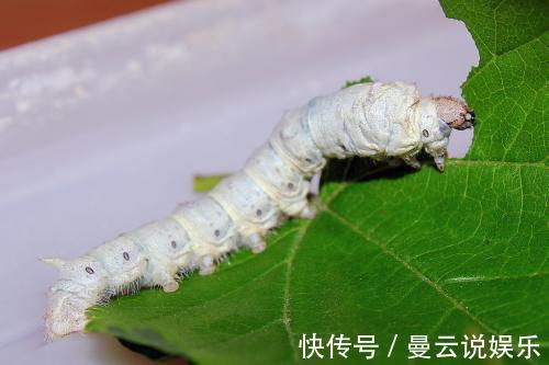蚕沙|吃完鱼虾起风疹！一味粪便类中药，化湿浊，祛风邪，值得研究