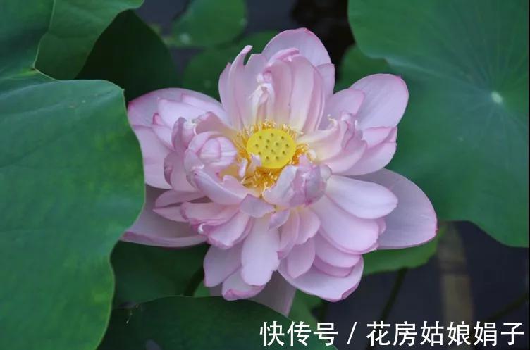 千瓣莲|珍品莲花，花开1000瓣，花色多变，花多少钱也得养上1缸