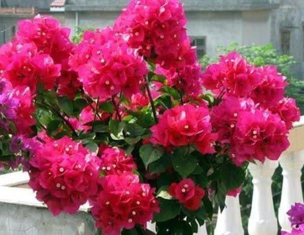 “4种花”漂亮又好养,四季花开不断,层层交叠,烂漫迷人眼