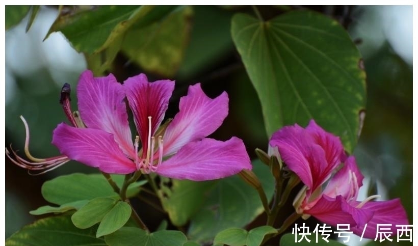 处女座|近期，心随情动，爱意朦胧，牵手知心爱情，走向白首的星座！